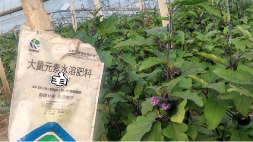茄子施肥時機與技巧