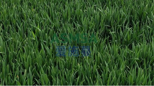 水溶肥到底要怎么選？這幾種錯(cuò)誤方法要避雷