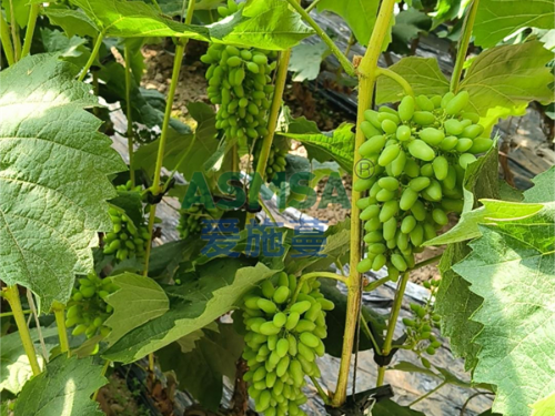 進(jìn)口水溶肥蔓葉助力茉莉香葡萄豐產(chǎn)豐收