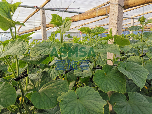 黃瓜種植的強(qiáng)力后盾—蔓葉水溶肥，你值得擁有