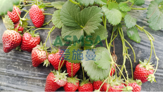 磷酸二氫鉀作用有哪些？