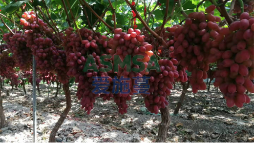 葡萄應該如何施肥？