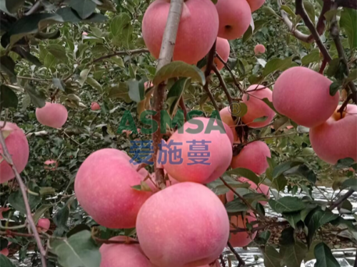 水溶肥品牌如何選擇？趙大哥選擇蔓葉