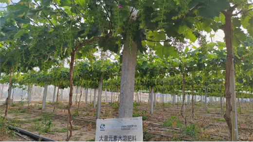 葡萄種植：應(yīng)對落花落果難題