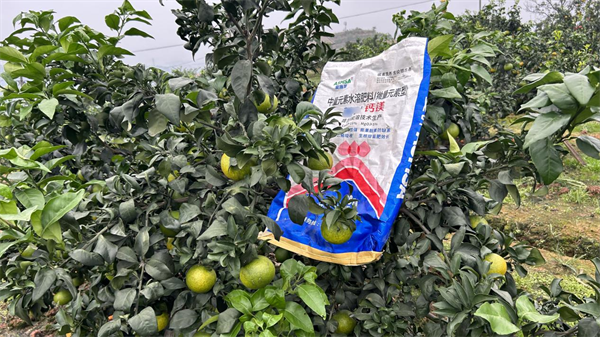 大量元素水溶肥用在柑橘上效果如何？