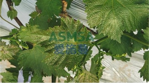 葡萄生根劑用什么好？怎么用？