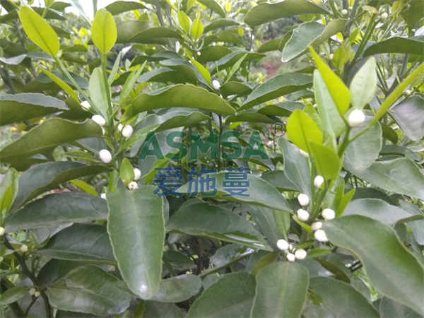 磷酸二氫鉀哪個牌子的質(zhì)量好？