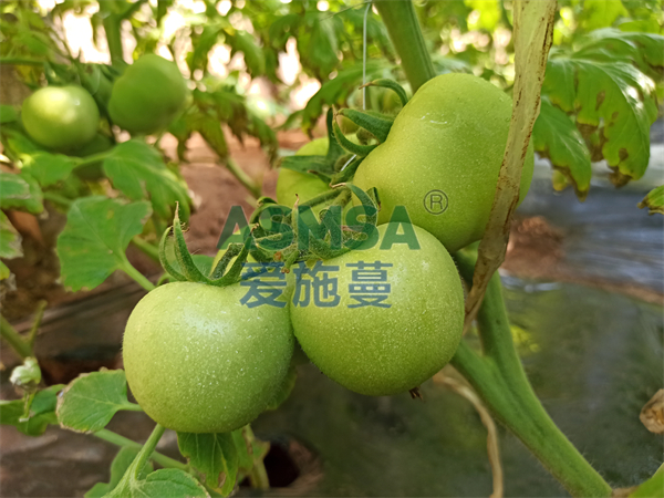西紅柿膨果期用什么水溶肥好？