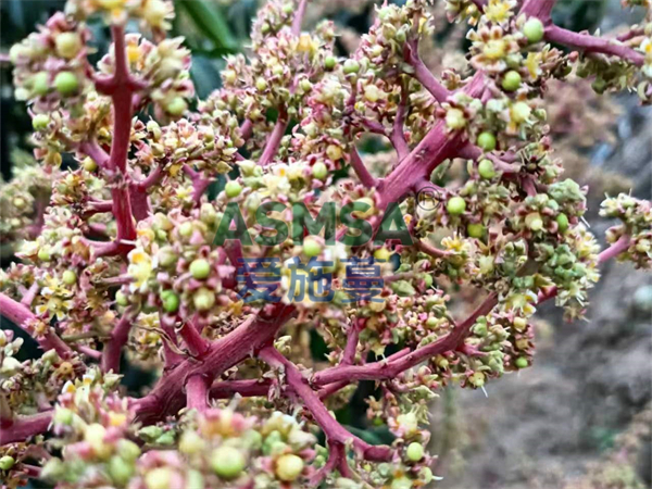 芒果施肥-愛施蔓蔓葉水溶肥