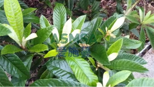 水溶肥怎么選擇？這幾點(diǎn)你一定要知道