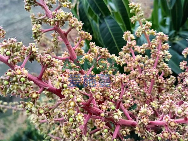 芒果施肥-愛施蔓蔓葉水溶肥