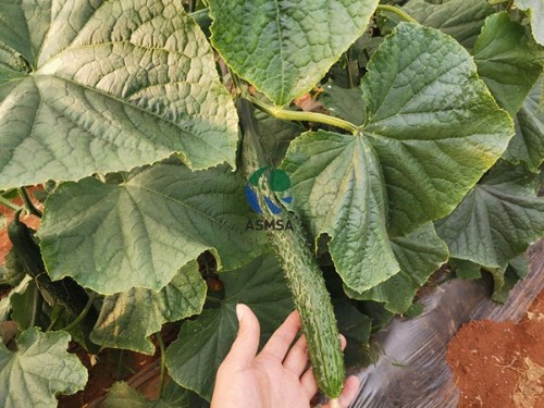 大量元素水溶肥怎樣正確使用？