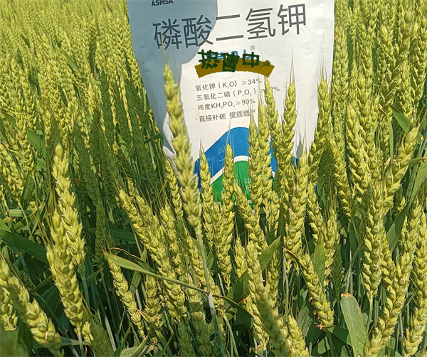 小麥?zhǔn)┓?愛(ài)施蔓蔓葉磷酸二氫鉀 