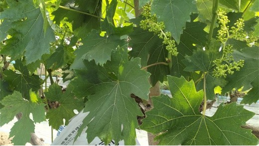 葡萄萌芽期施肥要點：助力葡萄生長
