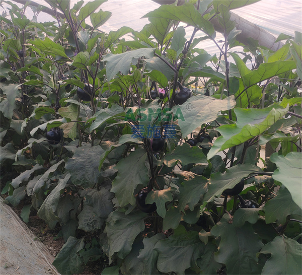 茄子施肥- 愛施蔓蔓葉水溶肥 