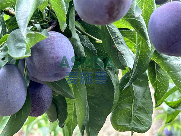 李子用什么肥產(chǎn)量高？