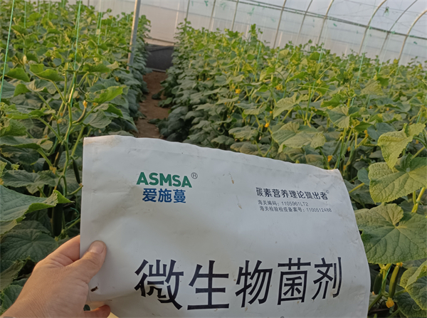 黃瓜施肥-愛施蔓蔓葉微生物菌劑