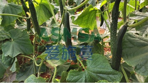 微生物菌劑的施肥搭配有哪些？