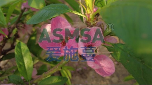 桃樹上什么肥料甜的很？