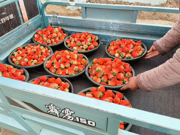 草莓使用愛施蔓蔓葉水溶肥1