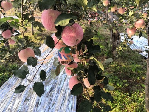 微生物菌劑真的有那么神奇嗎？看了案例你才知道