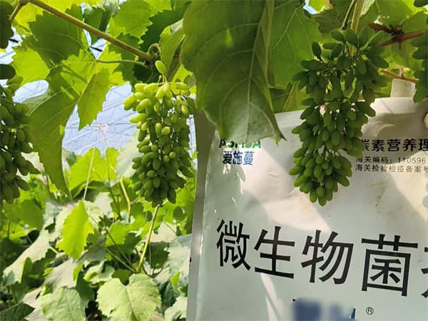 葡萄施肥-愛施蔓蔓葉微生物菌劑