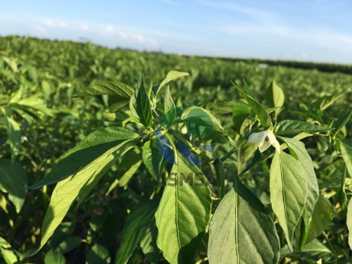 大量元素水溶肥好嗎？改變生活的決定
