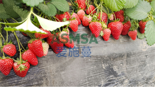 草莓種植如何選擇水溶肥提質(zhì)又增產(chǎn)？
