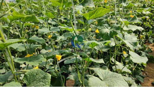 微生物菌劑廠家，為你指導(dǎo)具體施肥和灌溉要求及方法