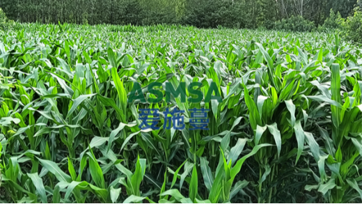 玉米施肥用什么肥料好？這篇告訴你答案