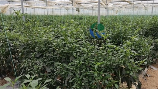 愛施蔓獨(dú)特工藝，讓水溶肥效果更好