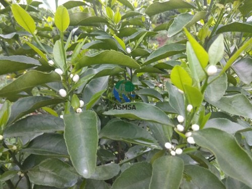 愛施蔓水溶肥，讓種植戶有更好收益！