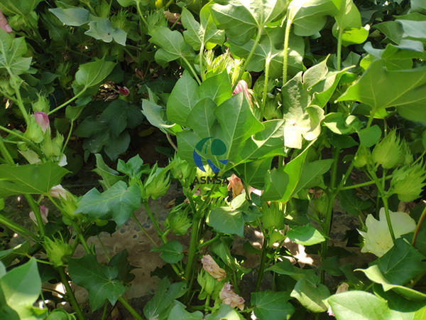 棉花-愛施蔓蔓葉水溶肥