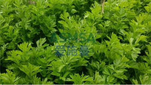 微生物菌劑有什么用？哪個廠家比較好？