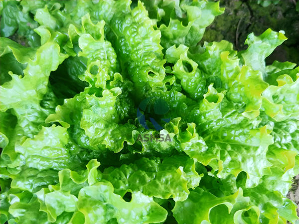 葉面肥補(bǔ)碳增產(chǎn)，菜農(nóng)的好幫手