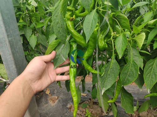粉劑水溶肥好用嗎？用收獲直接回答！