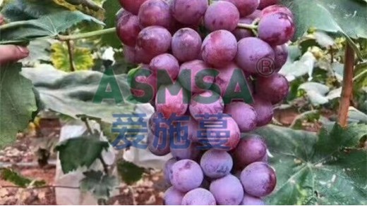 葡萄生長需要什么肥料？