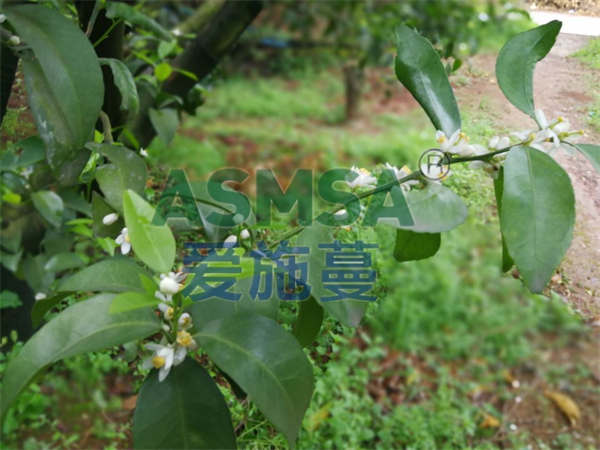 柑橘保花保果用什么水溶肥好？