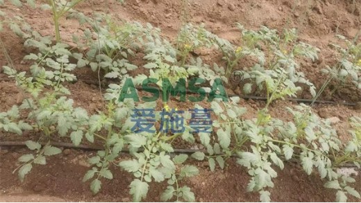 西紅柿苗期用什么肥好，怎么選擇？