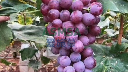 水溶肥與土壤的關系，應如何看待？