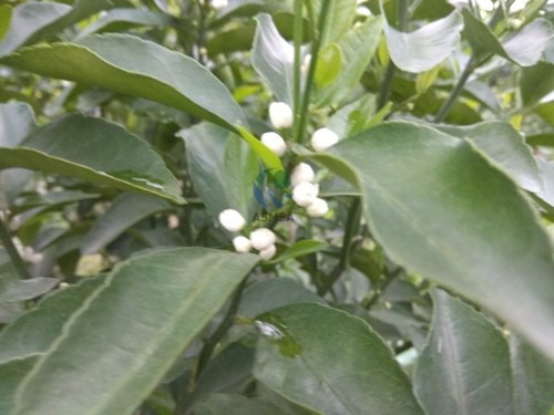 碳素營養(yǎng)水溶肥是作物營養(yǎng)之選？用事實見證
