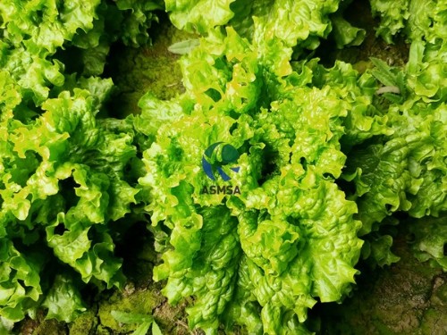 液體水溶肥好用嗎？種植戶的貼心選擇