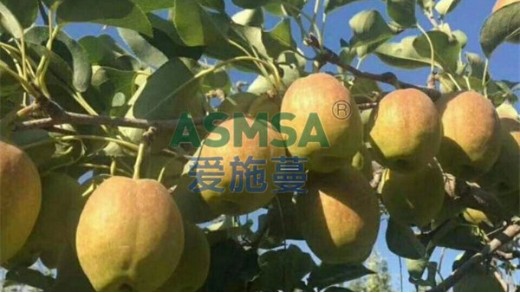 水溶肥價格和哪些因素有關(guān)？愛施蔓告訴你