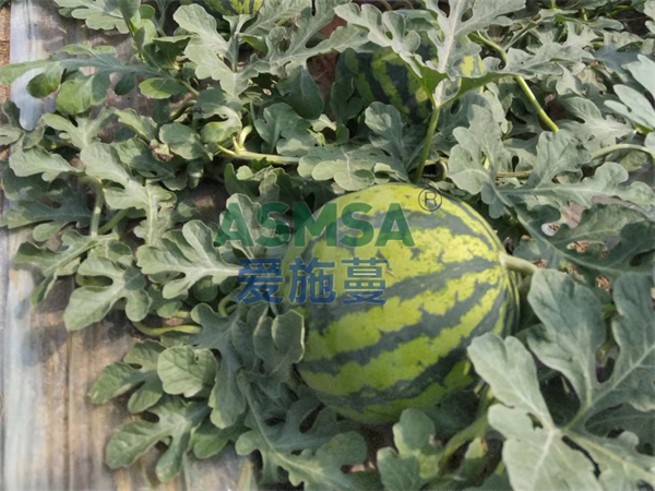 種西瓜用什么肥料好？張大哥分享經(jīng)驗(yàn)