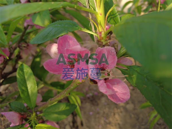 桃樹需要什么肥料？種植戶劉大姐這樣說