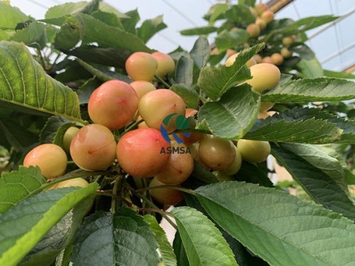愛施蔓水溶肥效果好不好？看看種植戶們?cè)趺凑f