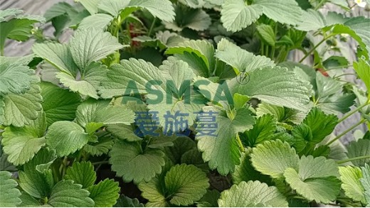 礦源黃腐酸鉀是一種什么肥料？效果怎么樣？