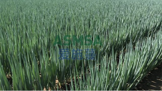 水溶肥如何補(bǔ)碳？這兩點(diǎn)要注意