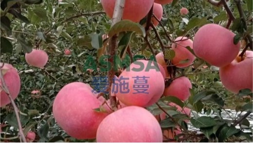 蘋果樹(shù)用什么水溶肥好
