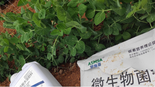 豌豆種植應(yīng)該如何施肥？